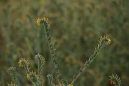 Слика од Amsinckia tessellata A. Gray