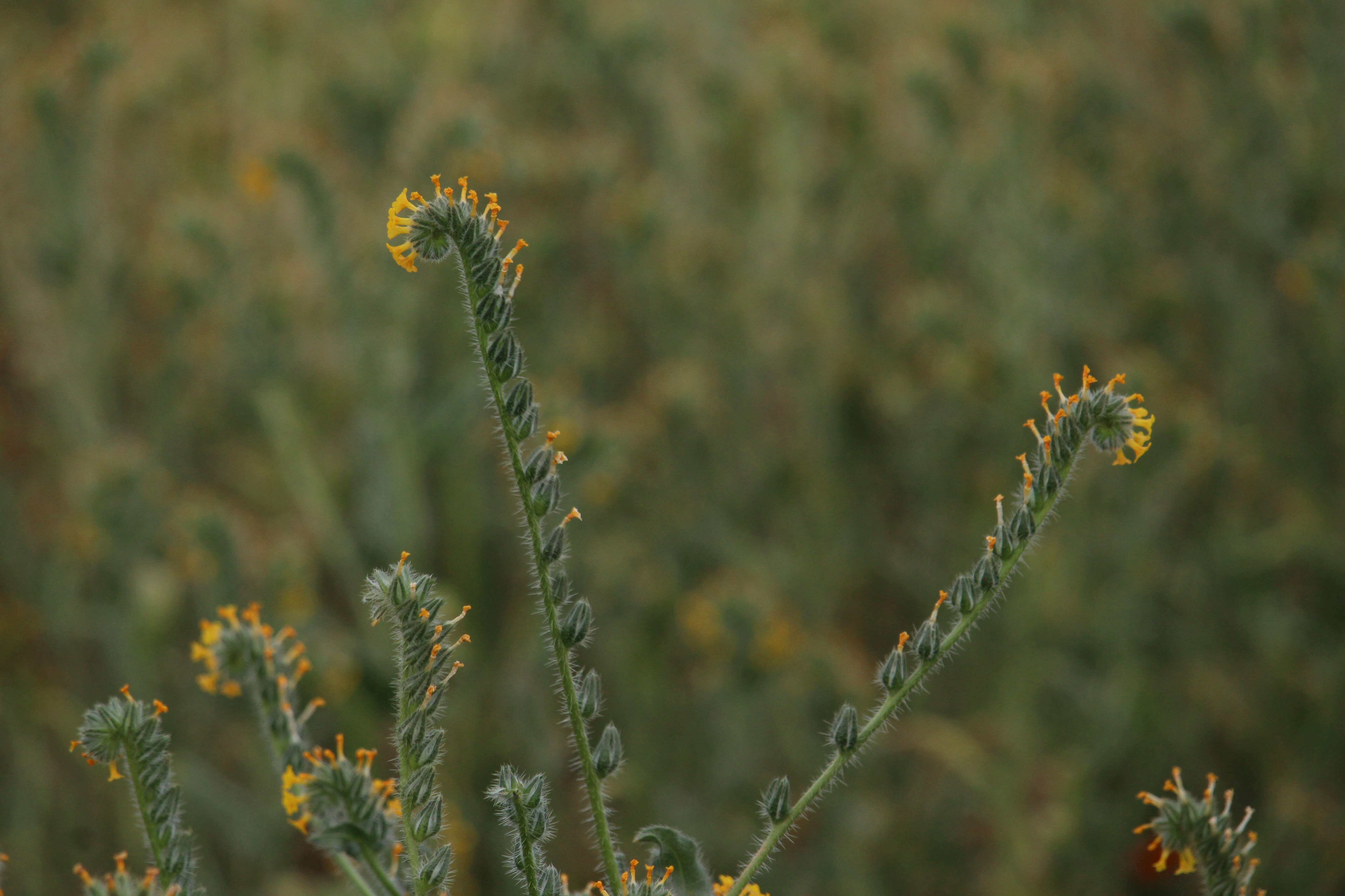 Слика од Amsinckia tessellata A. Gray