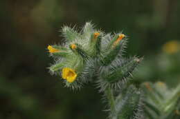 Слика од Amsinckia tessellata A. Gray