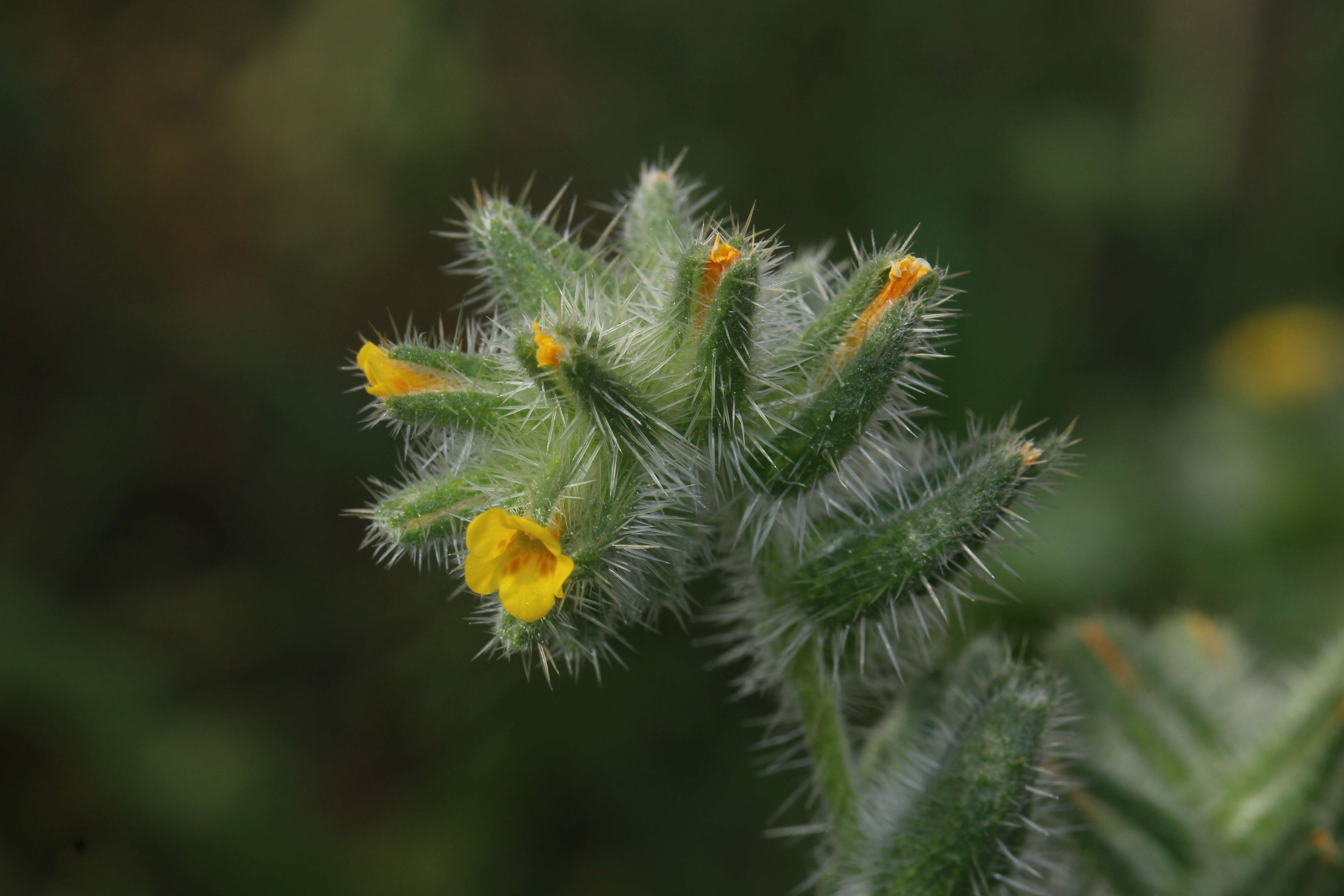 Слика од Amsinckia tessellata A. Gray