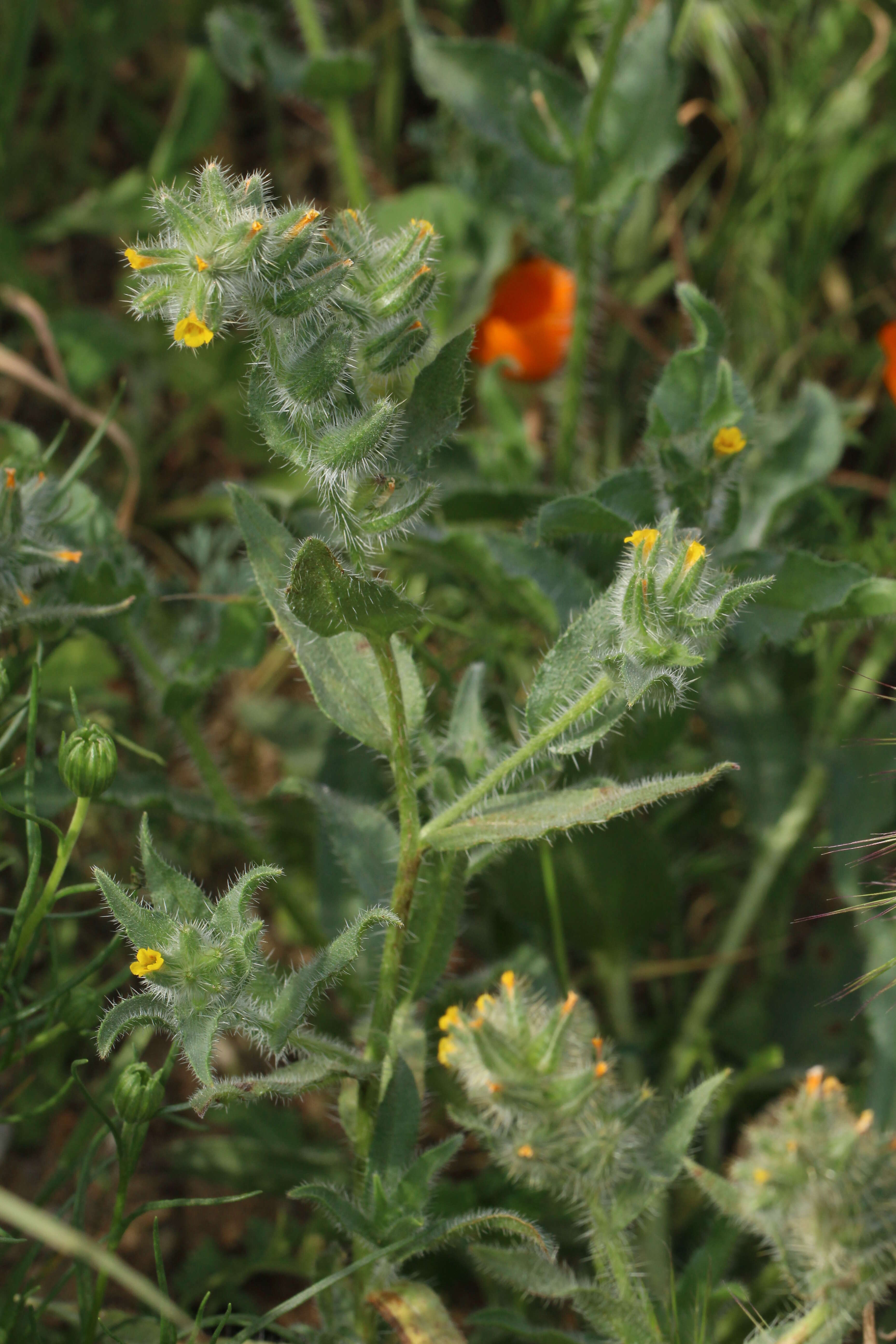 Слика од Amsinckia tessellata A. Gray