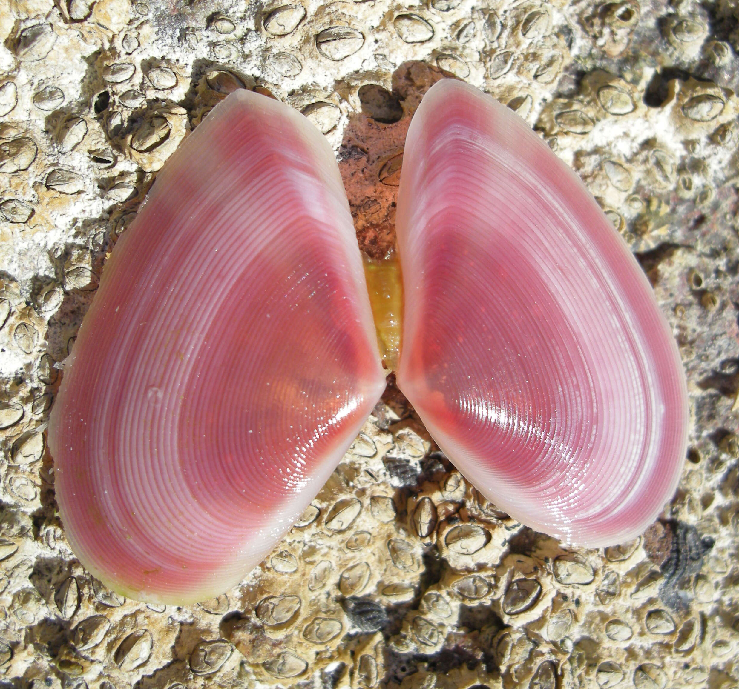 Image of Tellina Linnaeus 1758