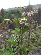 صورة Ageratina adenophora (Spreng.) R. King & H. Rob.