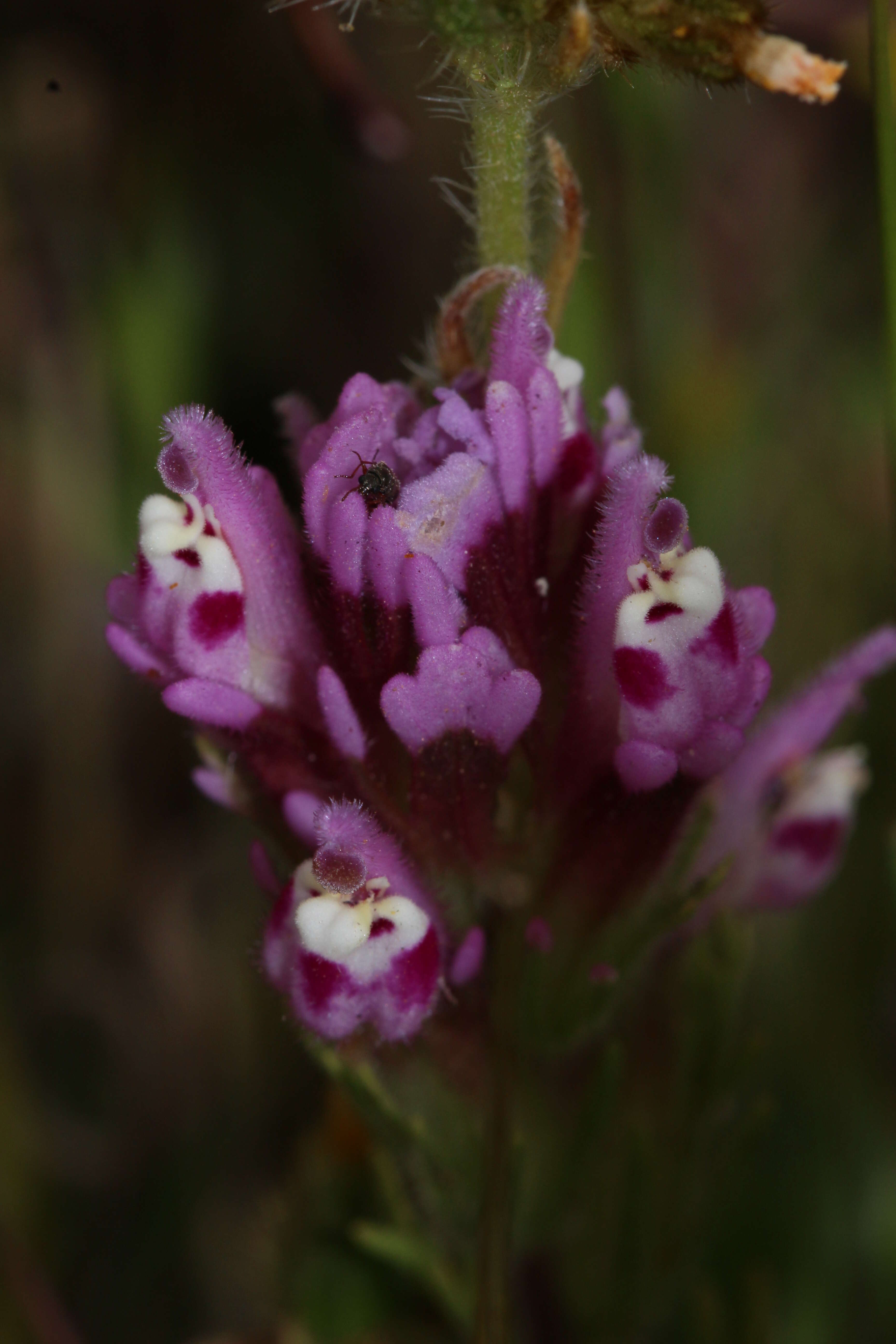 Image of exserted Indian paintbrush