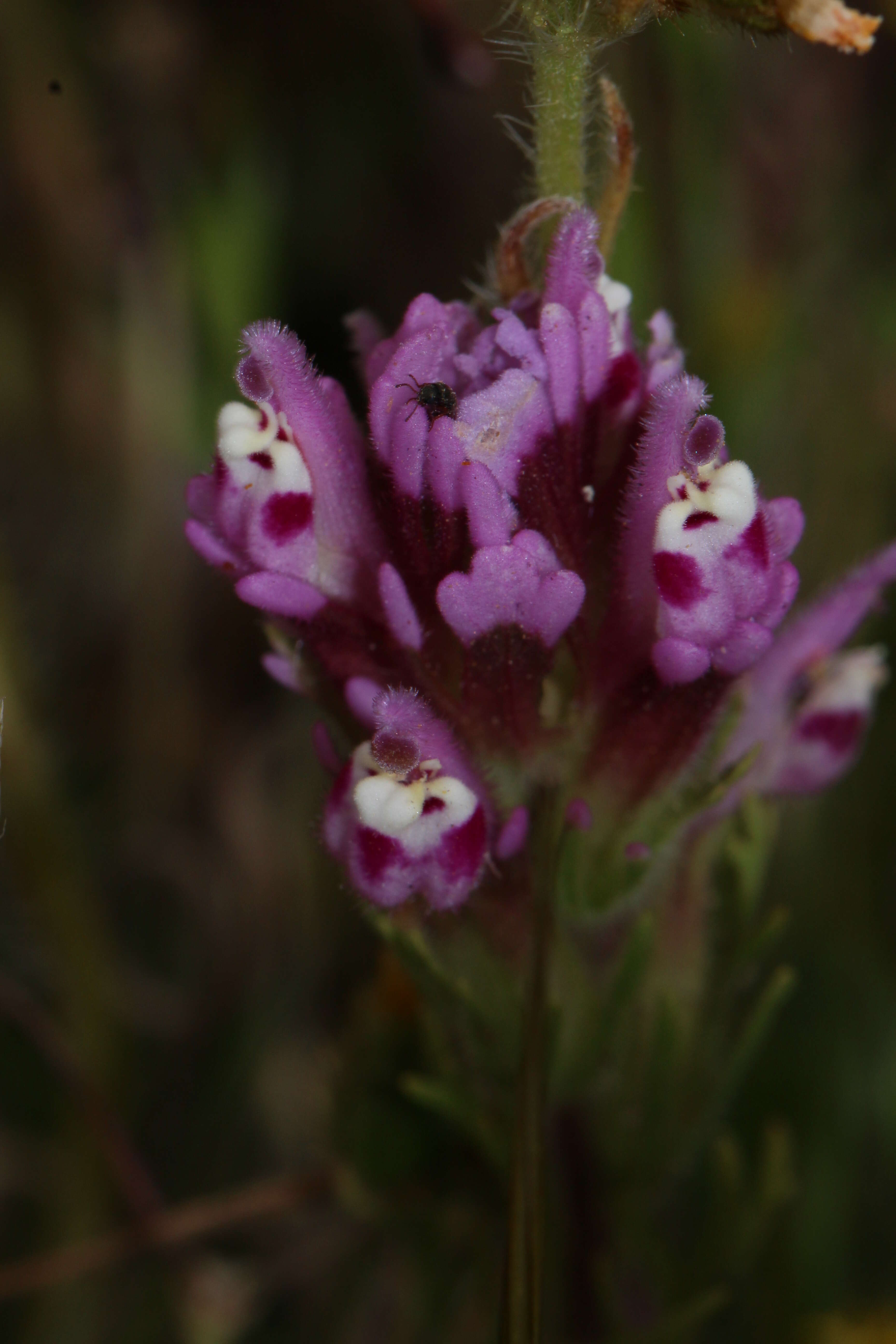 Image of exserted Indian paintbrush