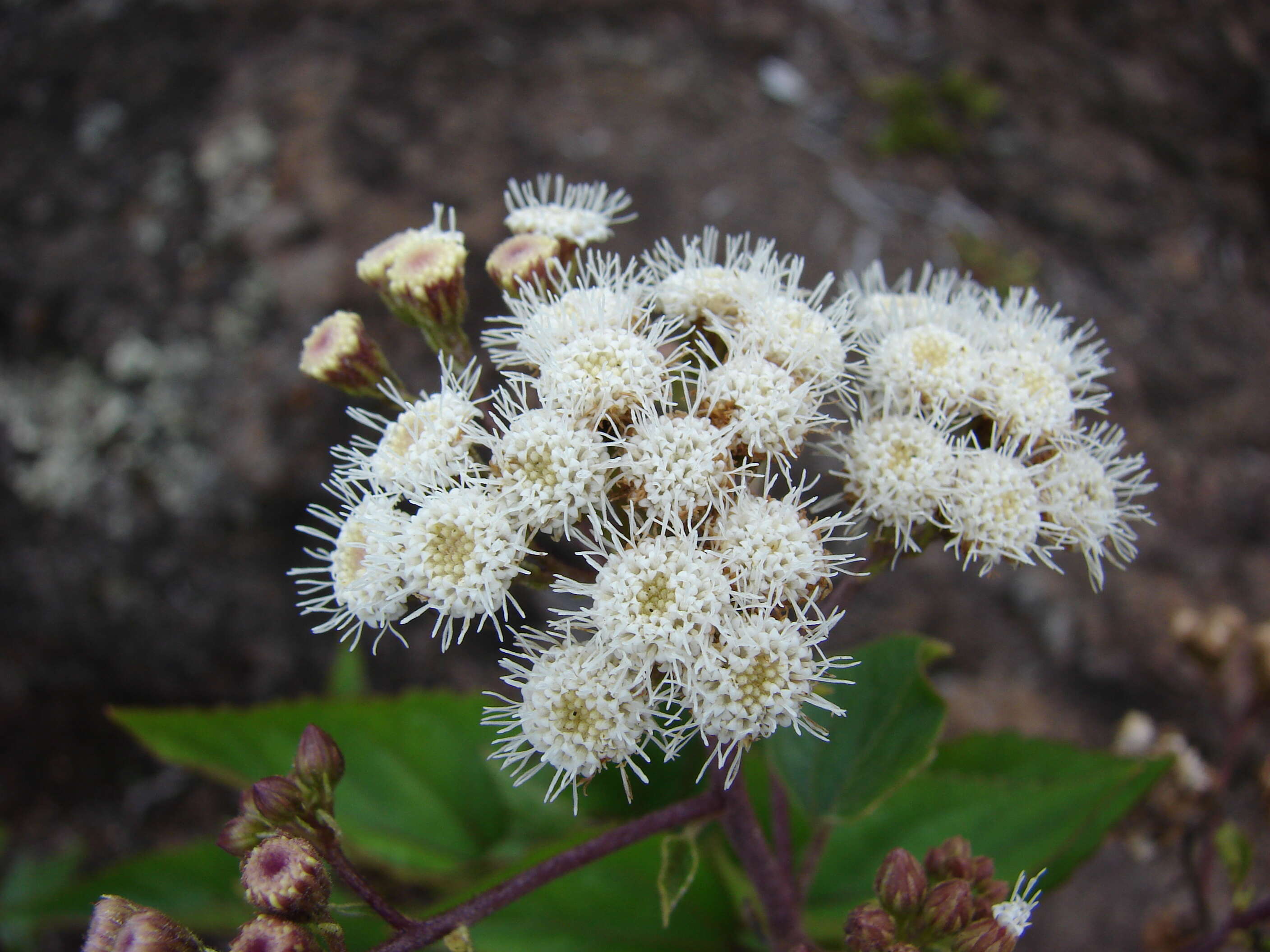 صورة Ageratina adenophora (Spreng.) R. King & H. Rob.