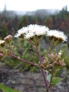 صورة Ageratina adenophora (Spreng.) R. King & H. Rob.