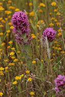 Image of exserted Indian paintbrush