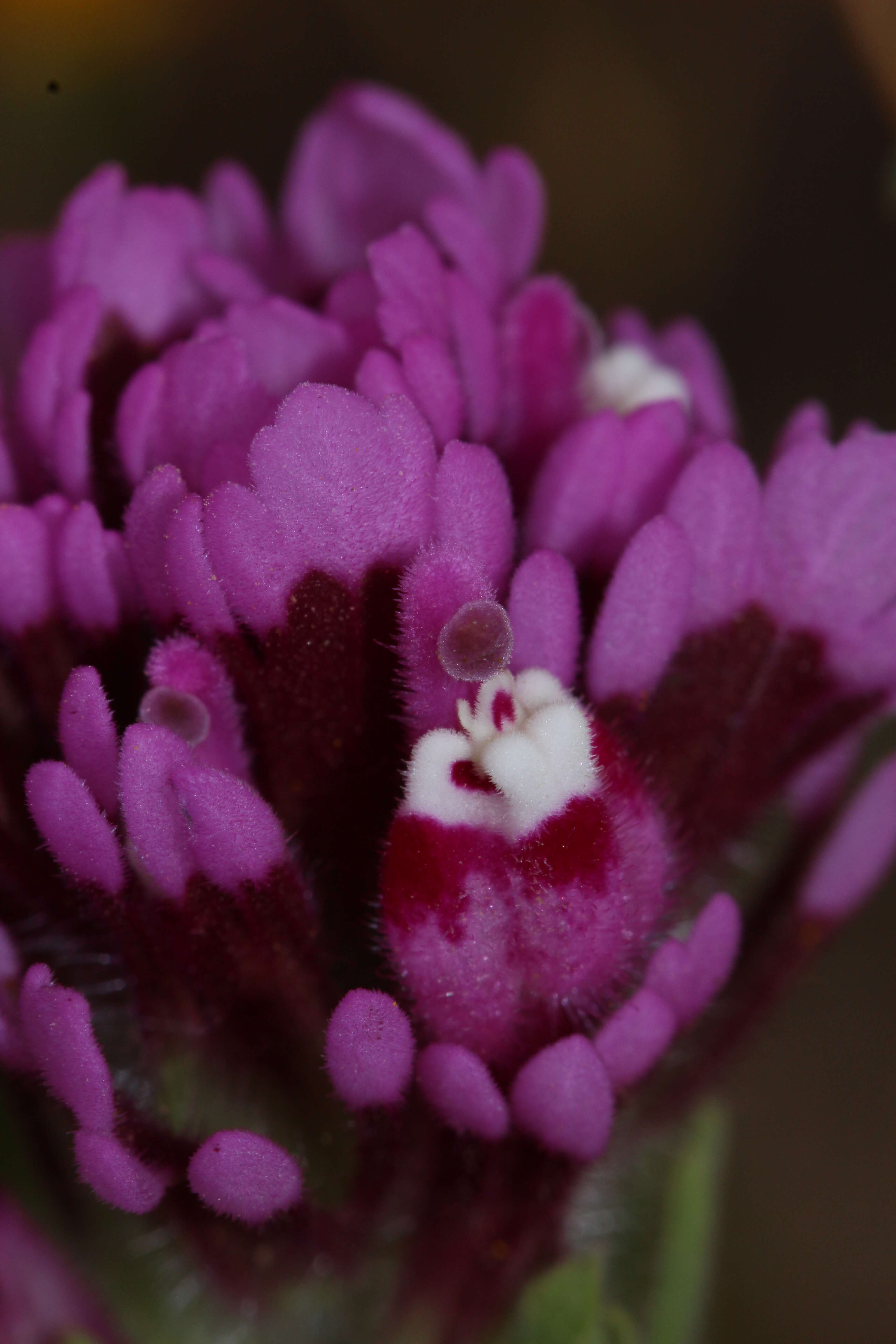 Image of exserted Indian paintbrush