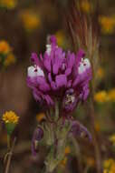 Image of exserted Indian paintbrush