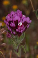 Image of exserted Indian paintbrush