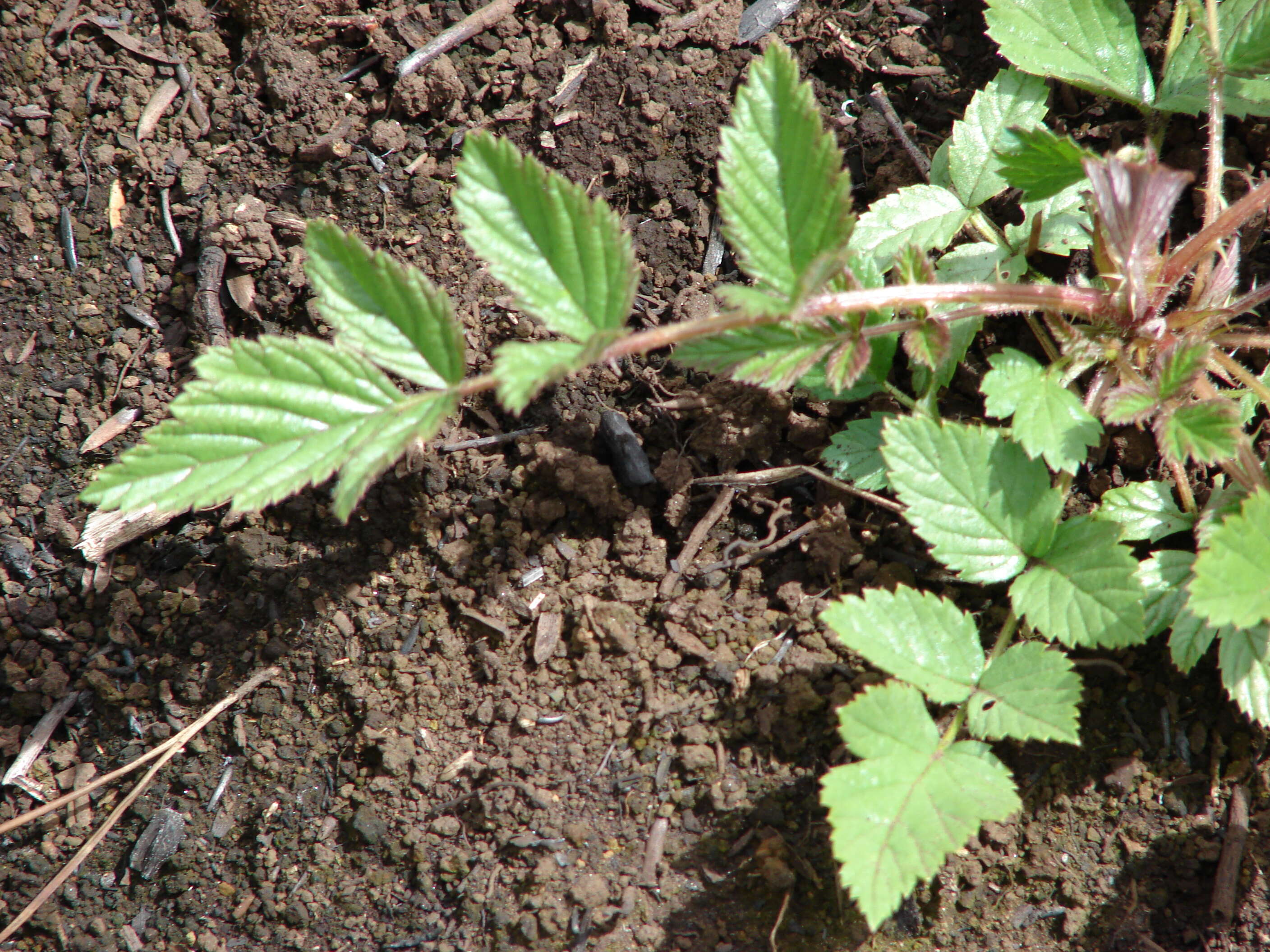 Image de Rubus niveus Thunb.