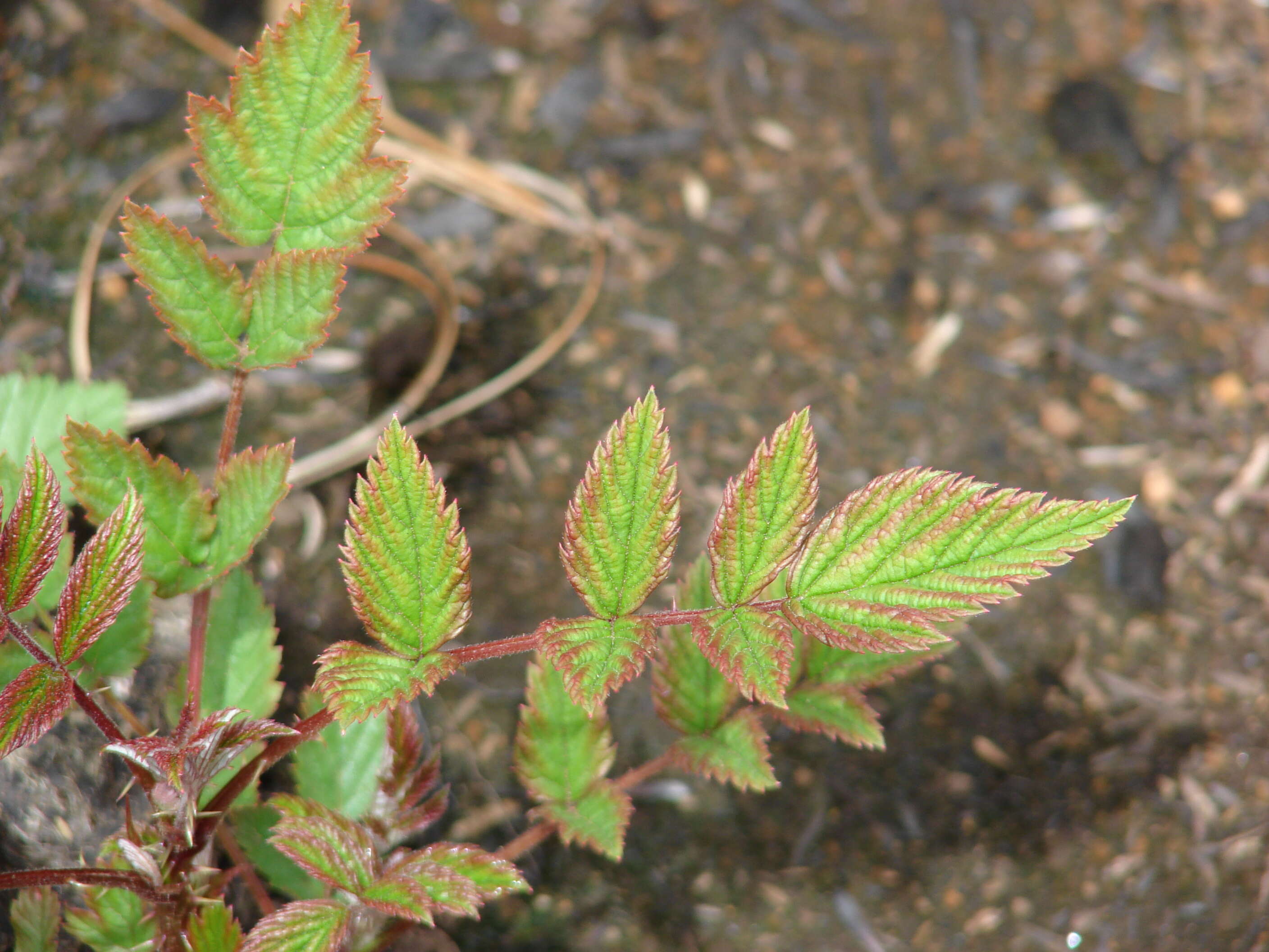 Image of Mysore raspberry