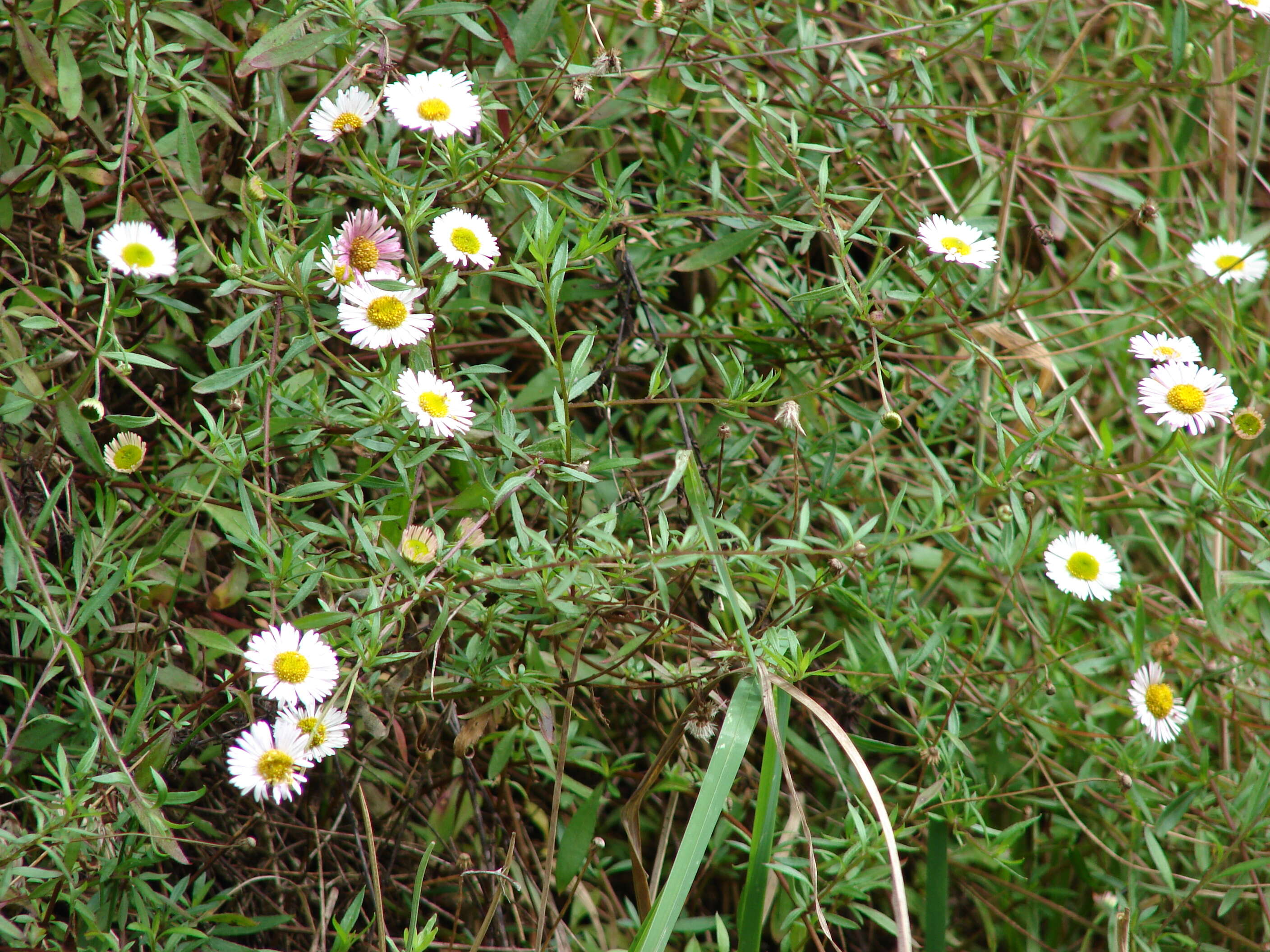 Image of Latin American Fleabane