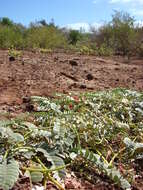 Image of Oahu riverhemp