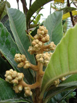 Image of loquat