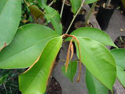 Image of star apple