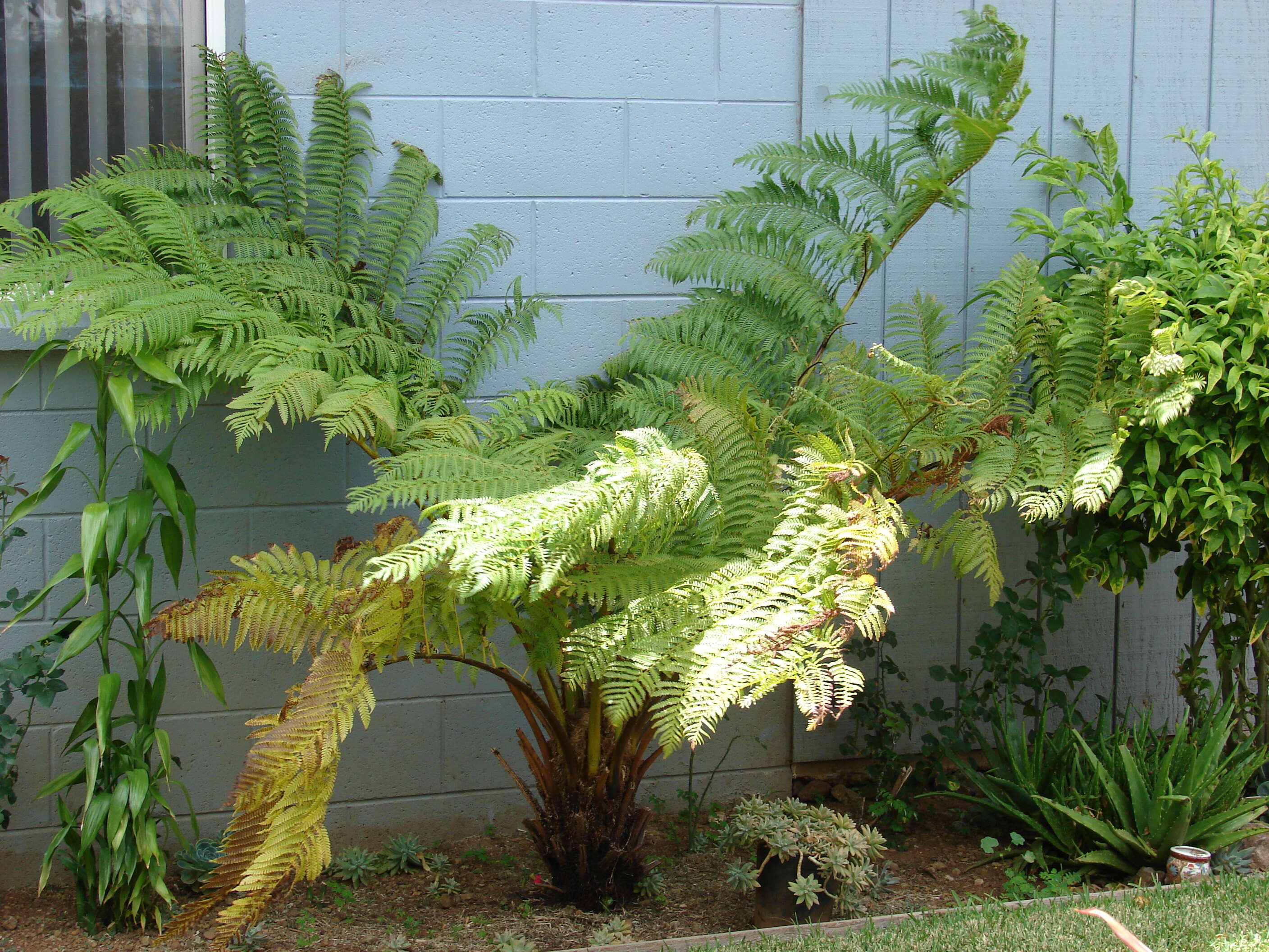 Image of Lacy Tree Fern