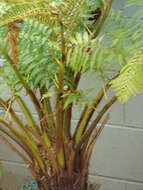 Image of Lacy Tree Fern