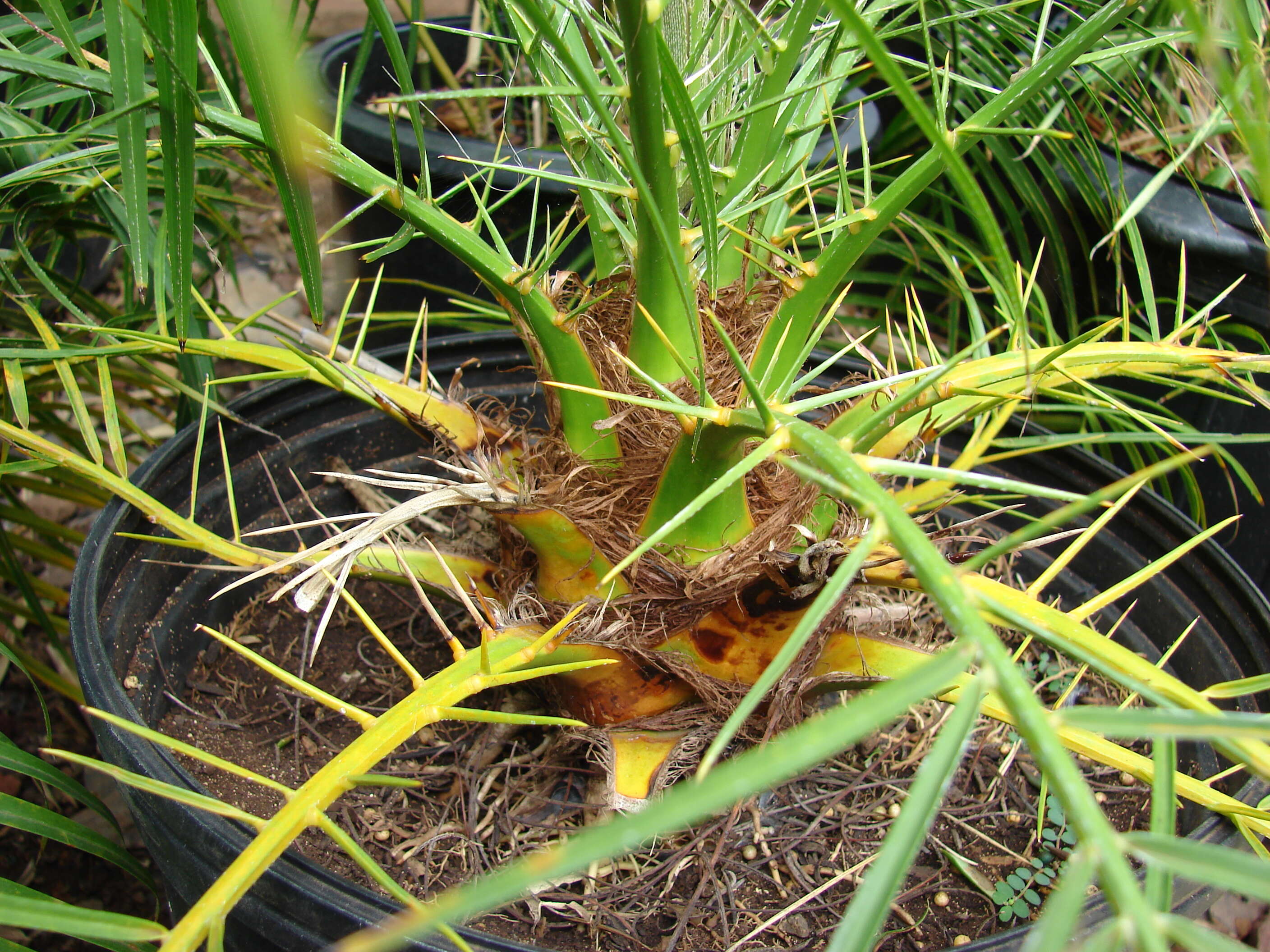 Image of pygmy date palm