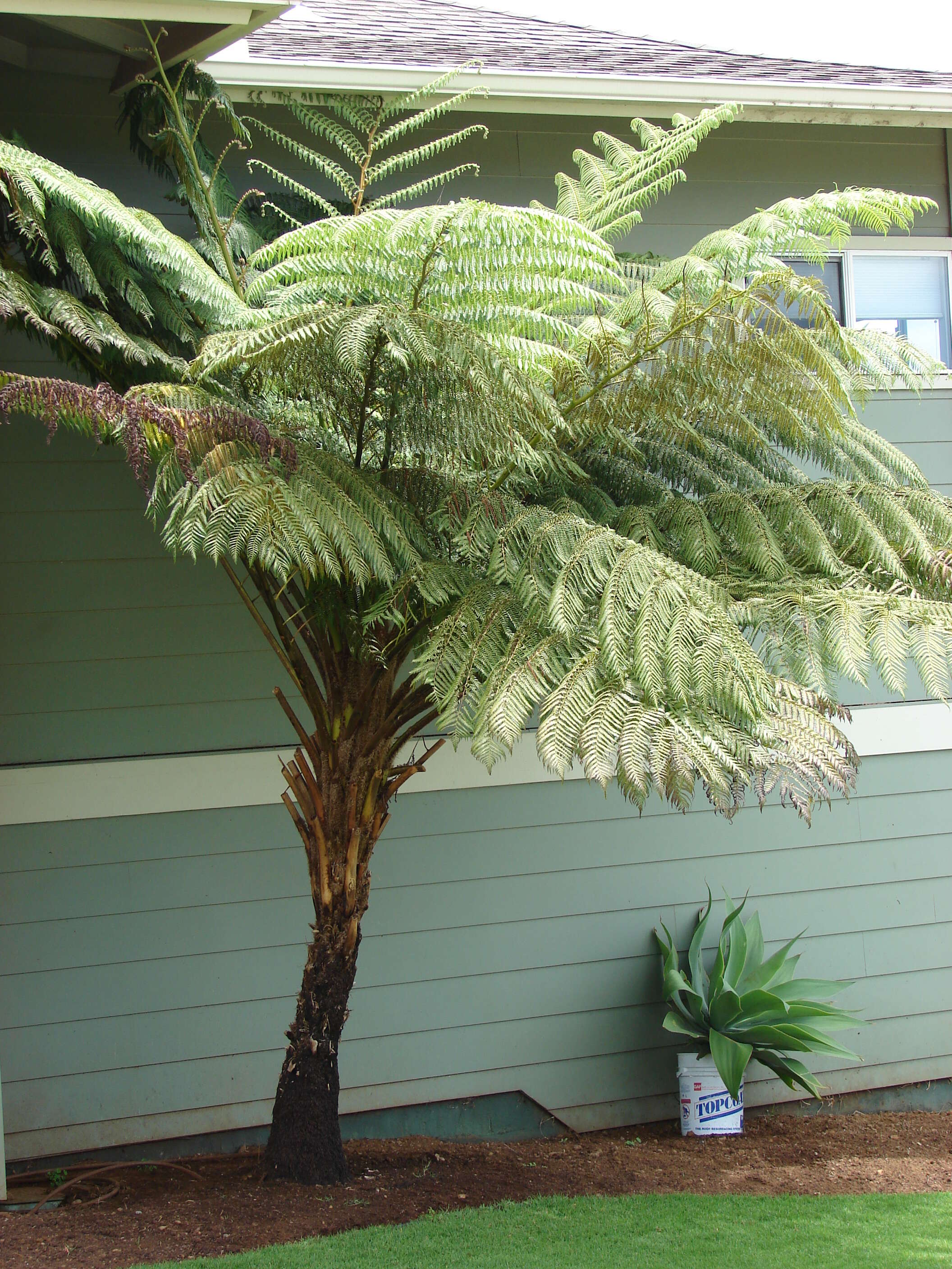 Image of Lacy Tree Fern