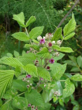 Image of Mysore raspberry