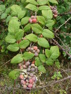 Image of Mysore raspberry