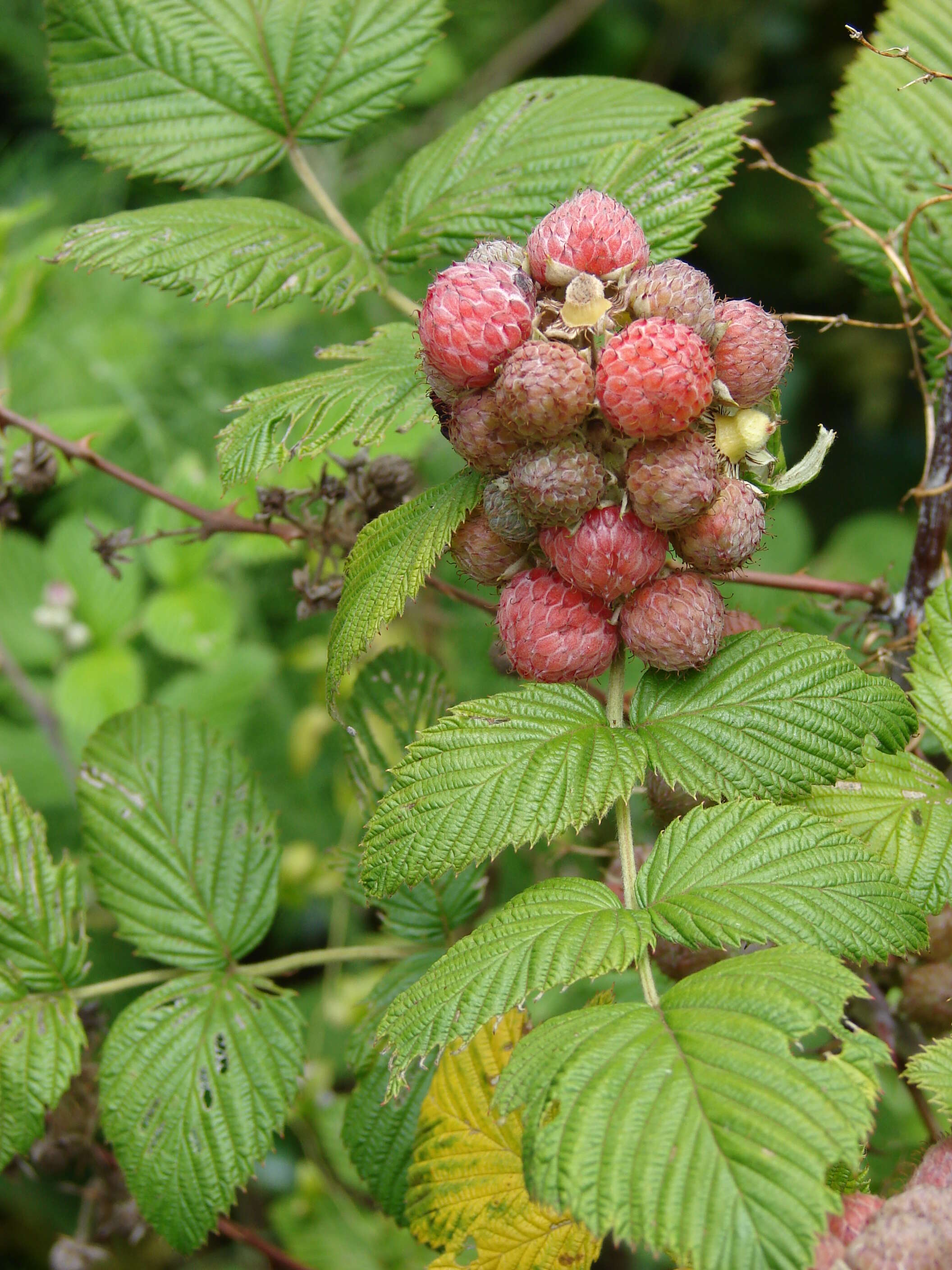 Image of Mysore raspberry