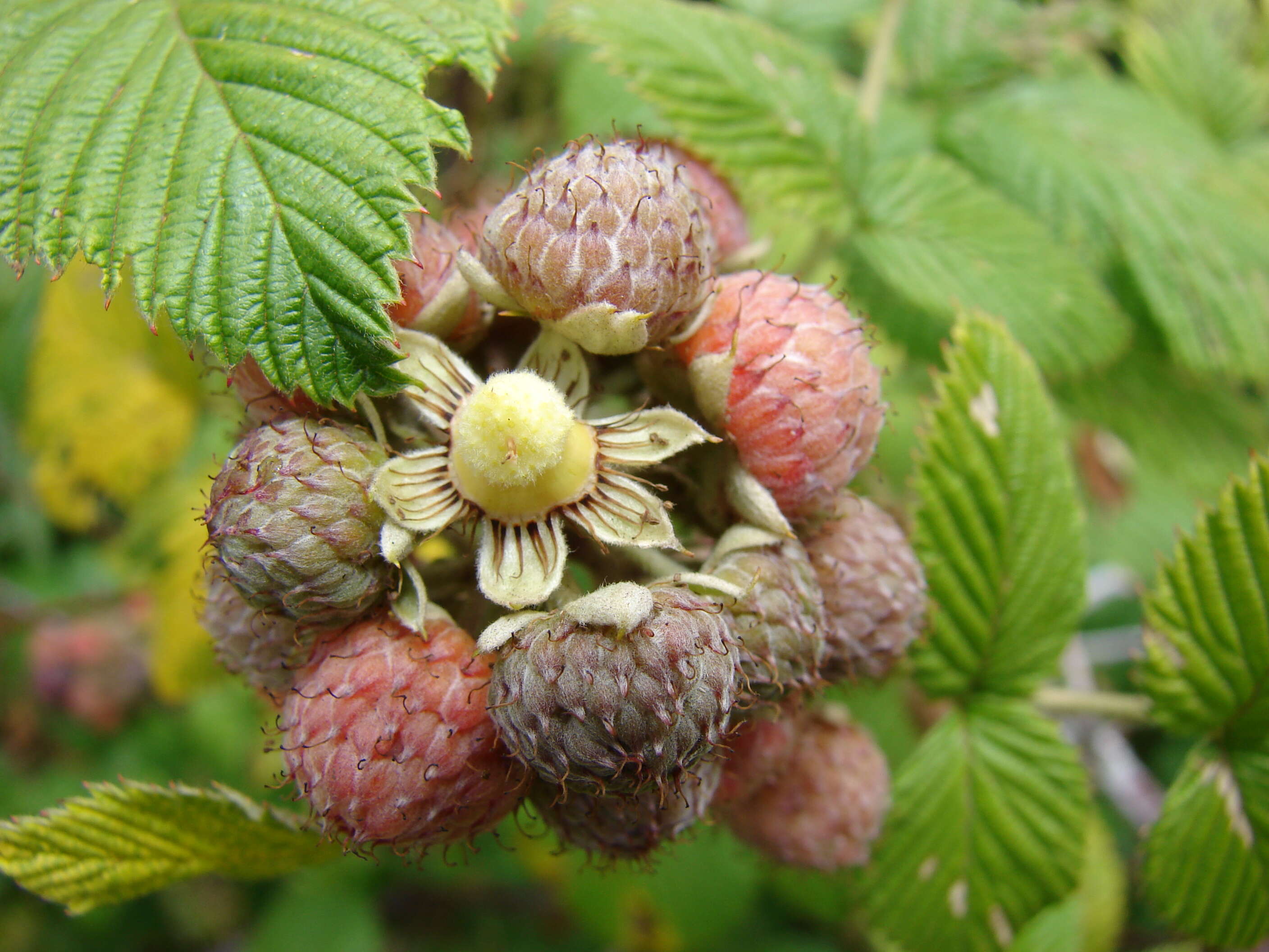 Image of Mysore raspberry