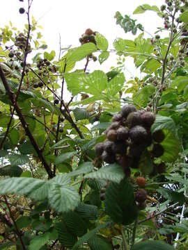 Image of Mysore raspberry