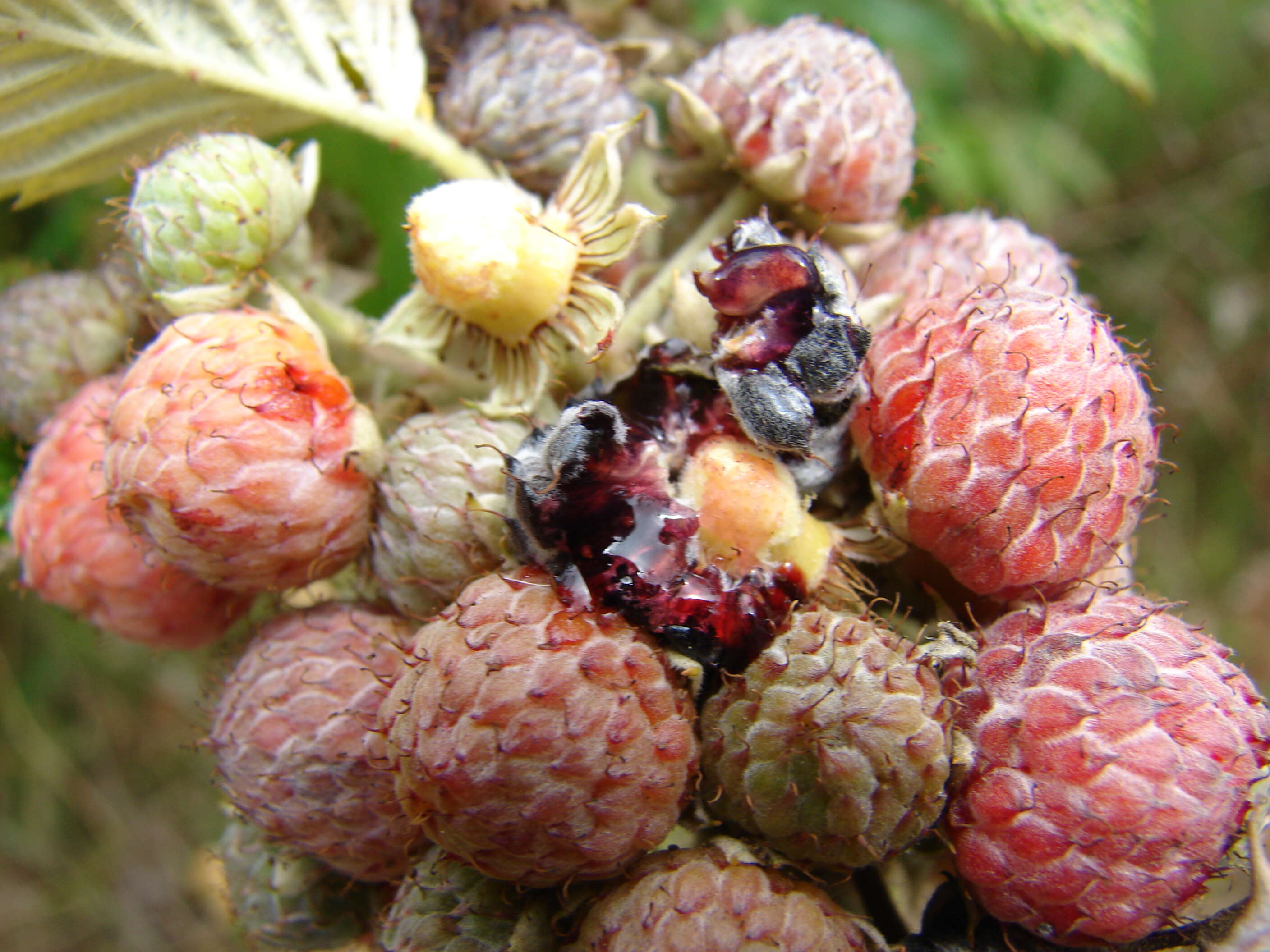 Image de Rubus niveus Thunb.