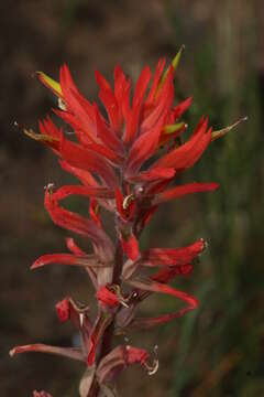 Image of longleaf Indian paintbrush