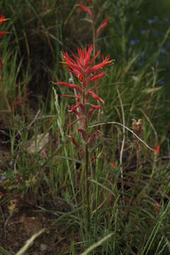 Image of longleaf Indian paintbrush