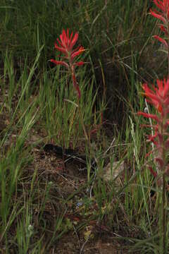 Image of longleaf Indian paintbrush