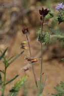 صورة Caulanthus coulteri (A. Gray ex S. Watson) S. Watson