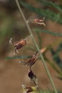 صورة Caulanthus coulteri (A. Gray ex S. Watson) S. Watson