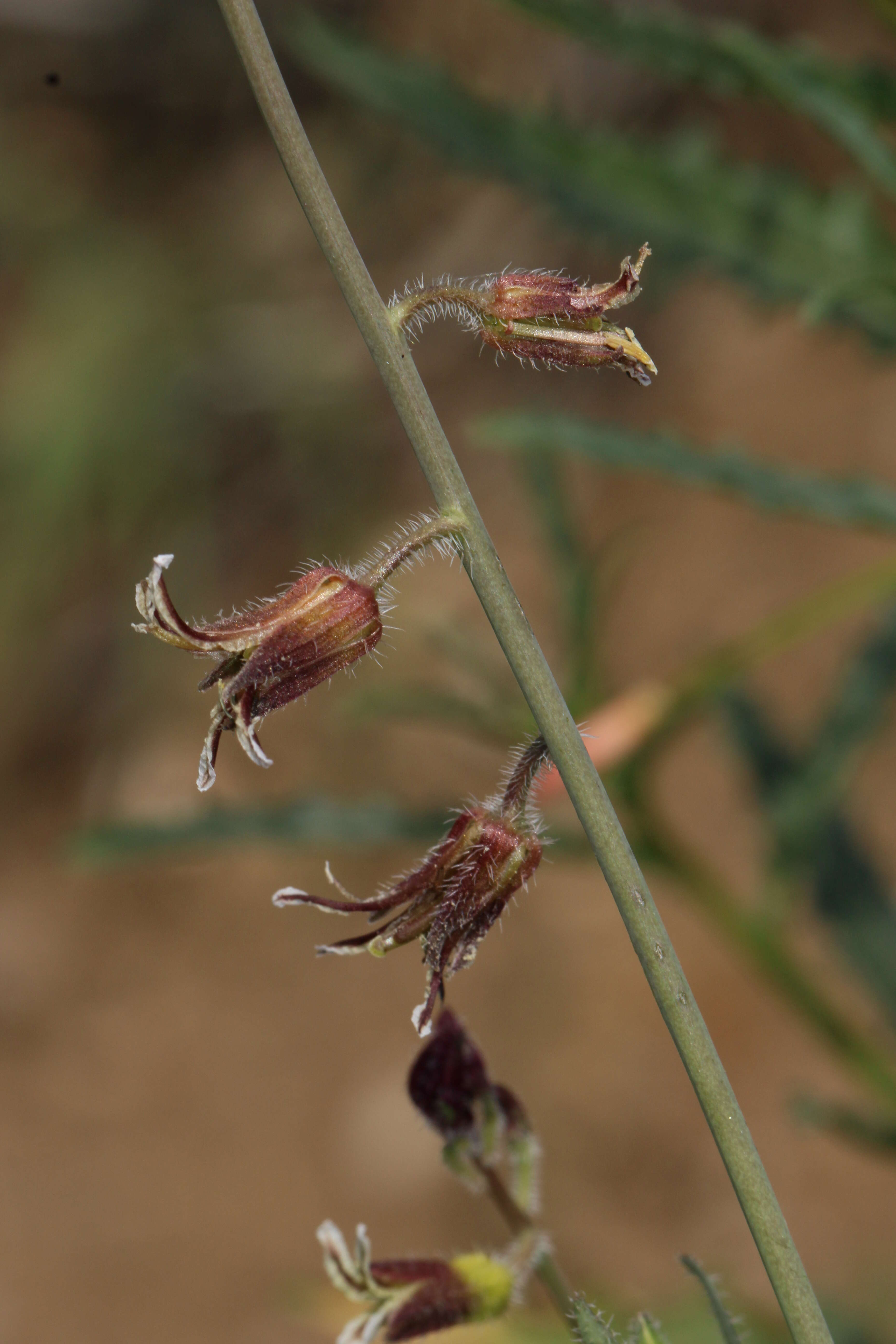 صورة Caulanthus coulteri (A. Gray ex S. Watson) S. Watson