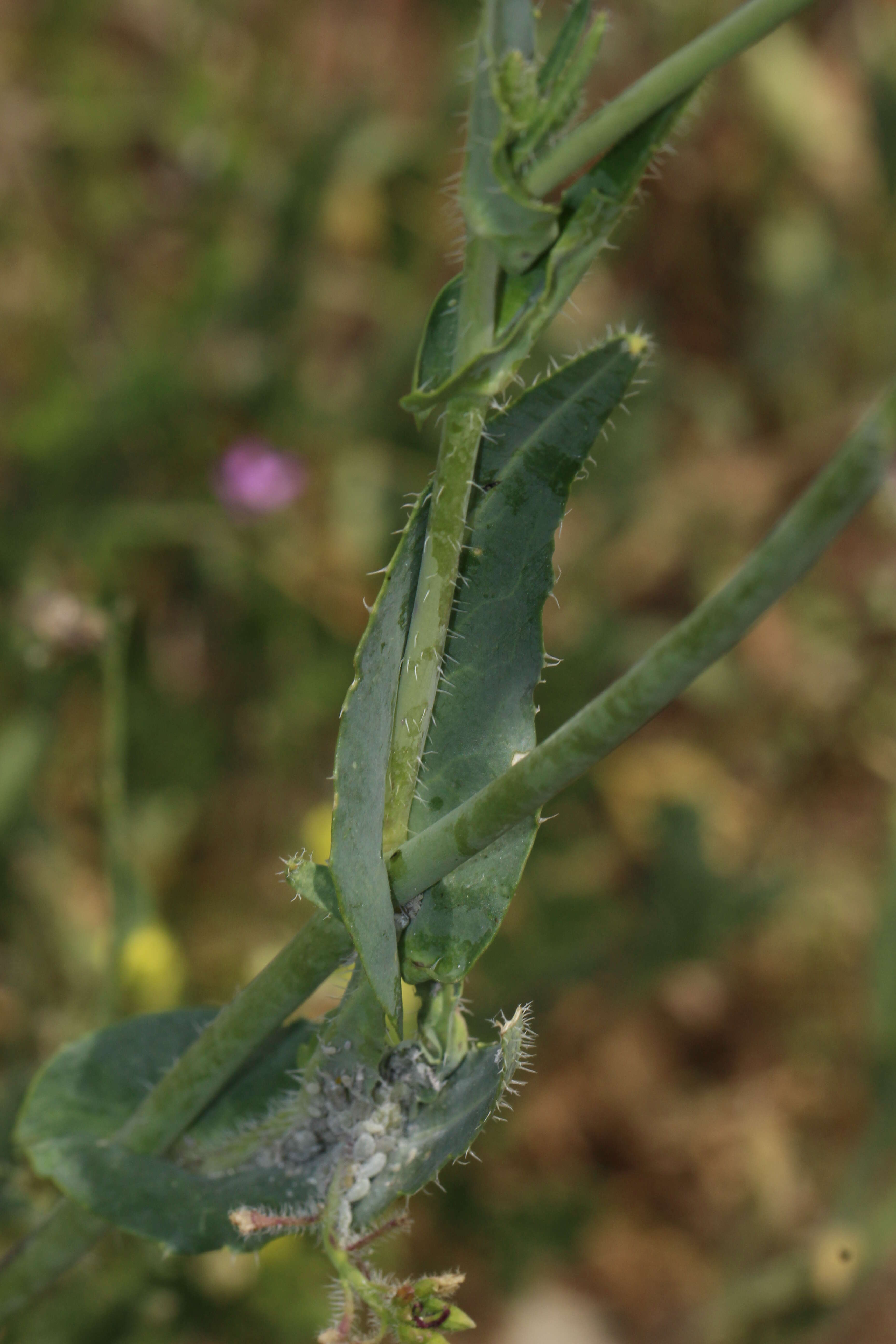 صورة Caulanthus coulteri (A. Gray ex S. Watson) S. Watson