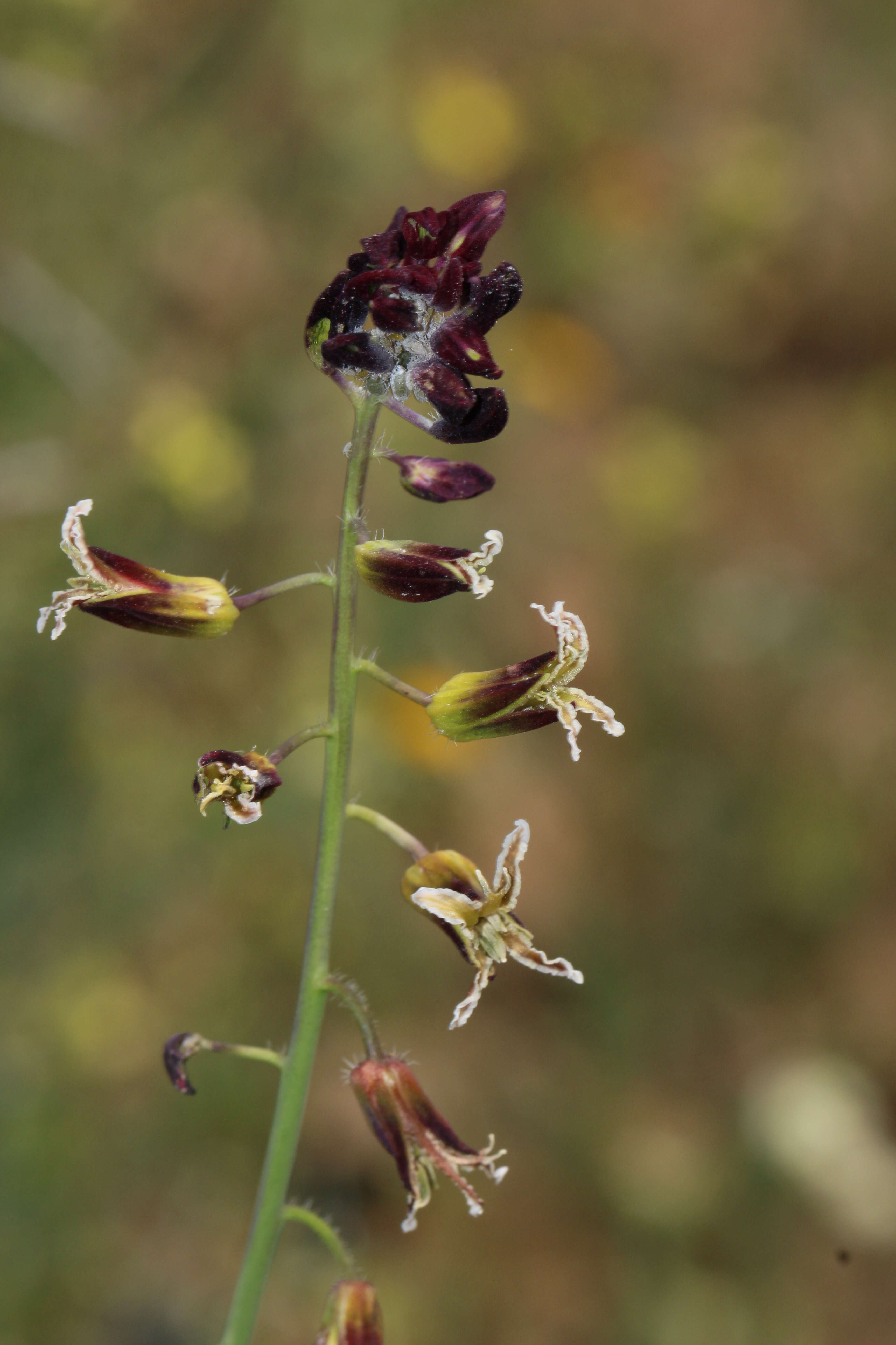 صورة Caulanthus coulteri (A. Gray ex S. Watson) S. Watson