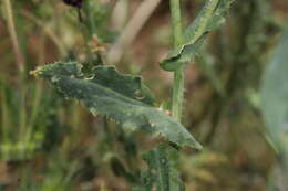 صورة Caulanthus coulteri (A. Gray ex S. Watson) S. Watson