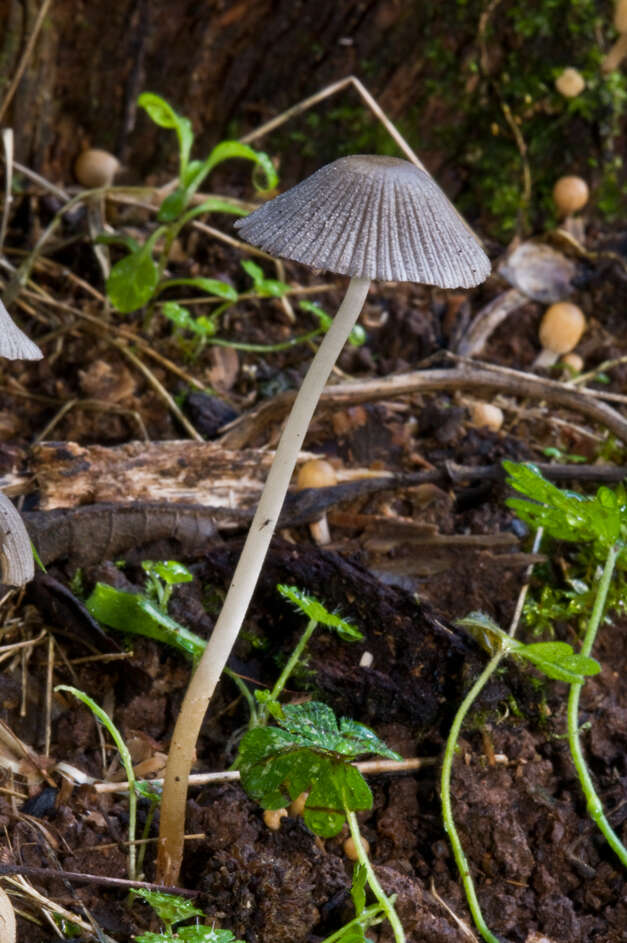 Image of Trooping Inkcaps