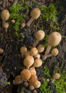 Image of Trooping Inkcaps