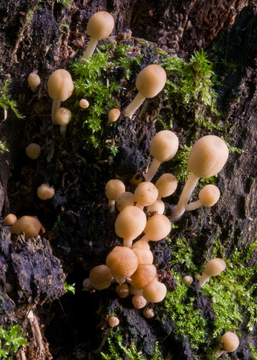 Image of Trooping Inkcaps