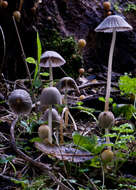 Image of Trooping Inkcaps