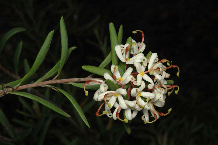 Image of Lomatia polymorpha R. Br.