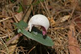 Image de Corybas barbarae D. L. Jones