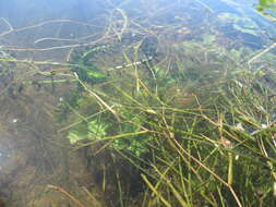 Image of American Pondweed