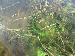 Image of American Pondweed