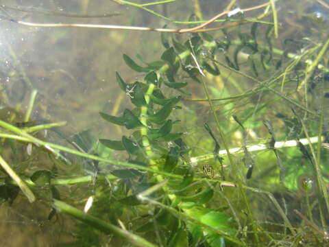 Image of American Pondweed