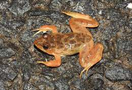 Image of Indian Skipper Frog